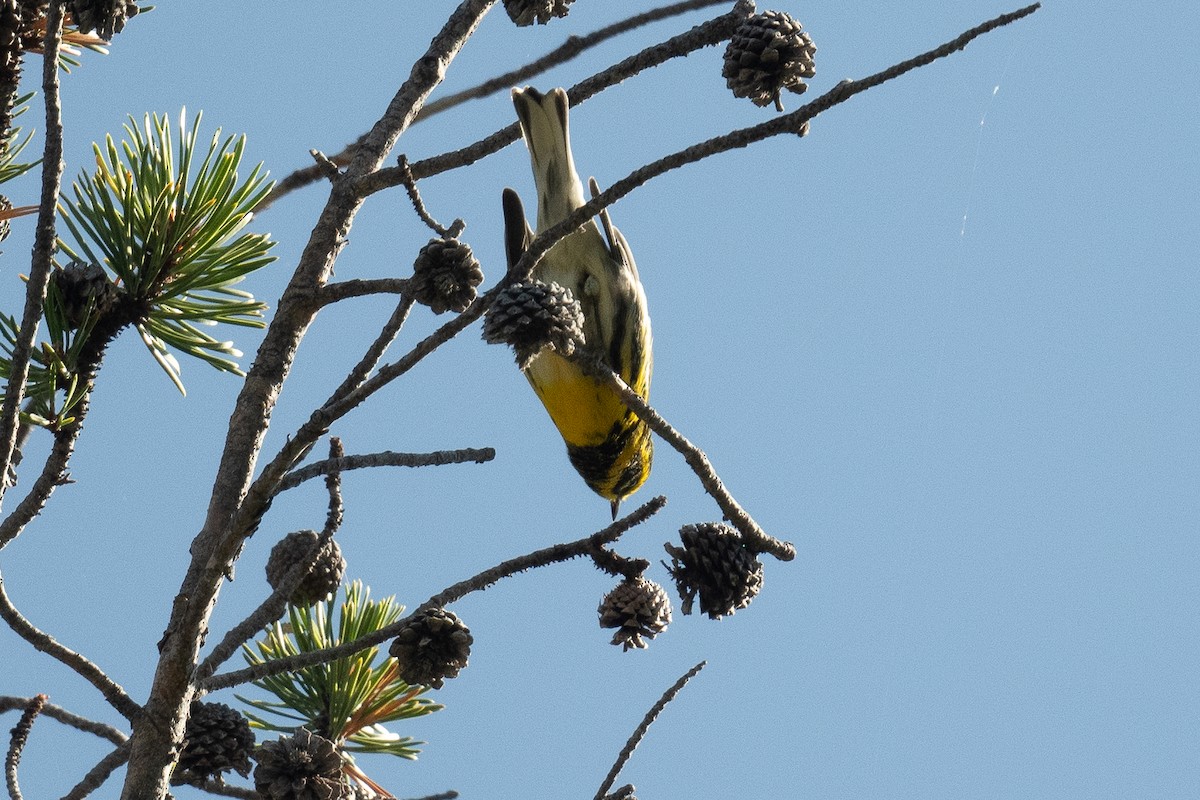 Townsend's Warbler - ML622983649