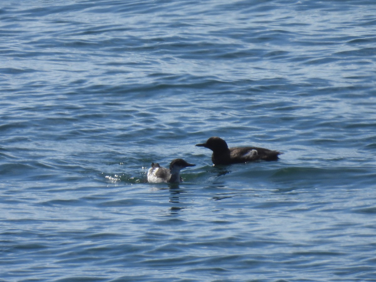 Pigeon Guillemot - ML622983680