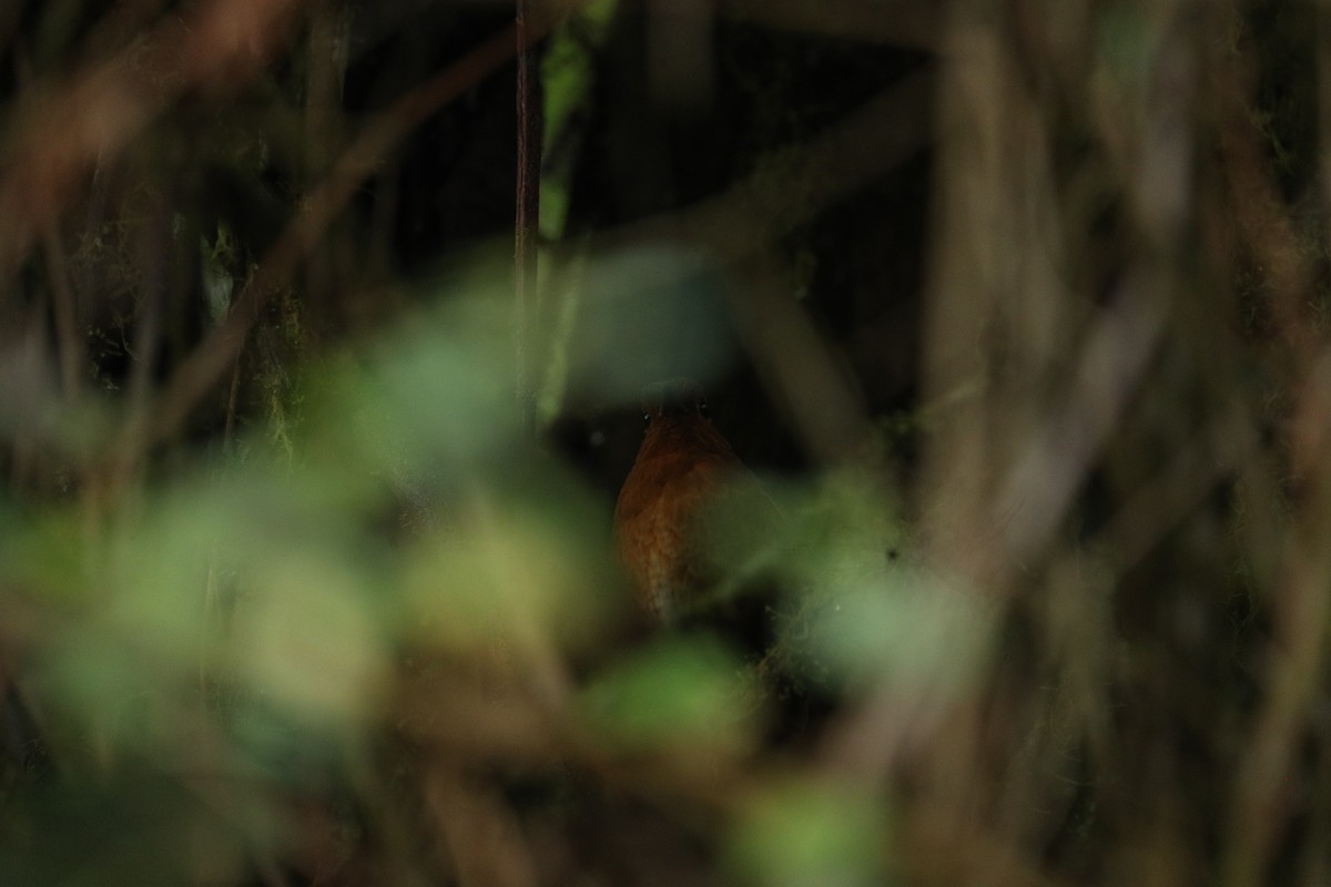 Oxapampa Antpitta - ML622983685