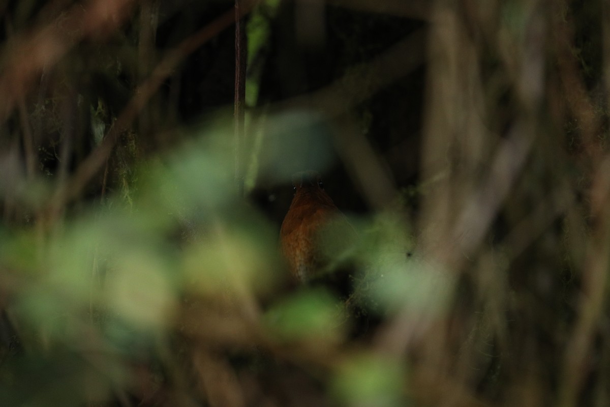 Oxapampa Antpitta - ML622983686