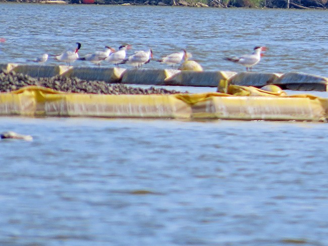 Caspian Tern - ML622983691