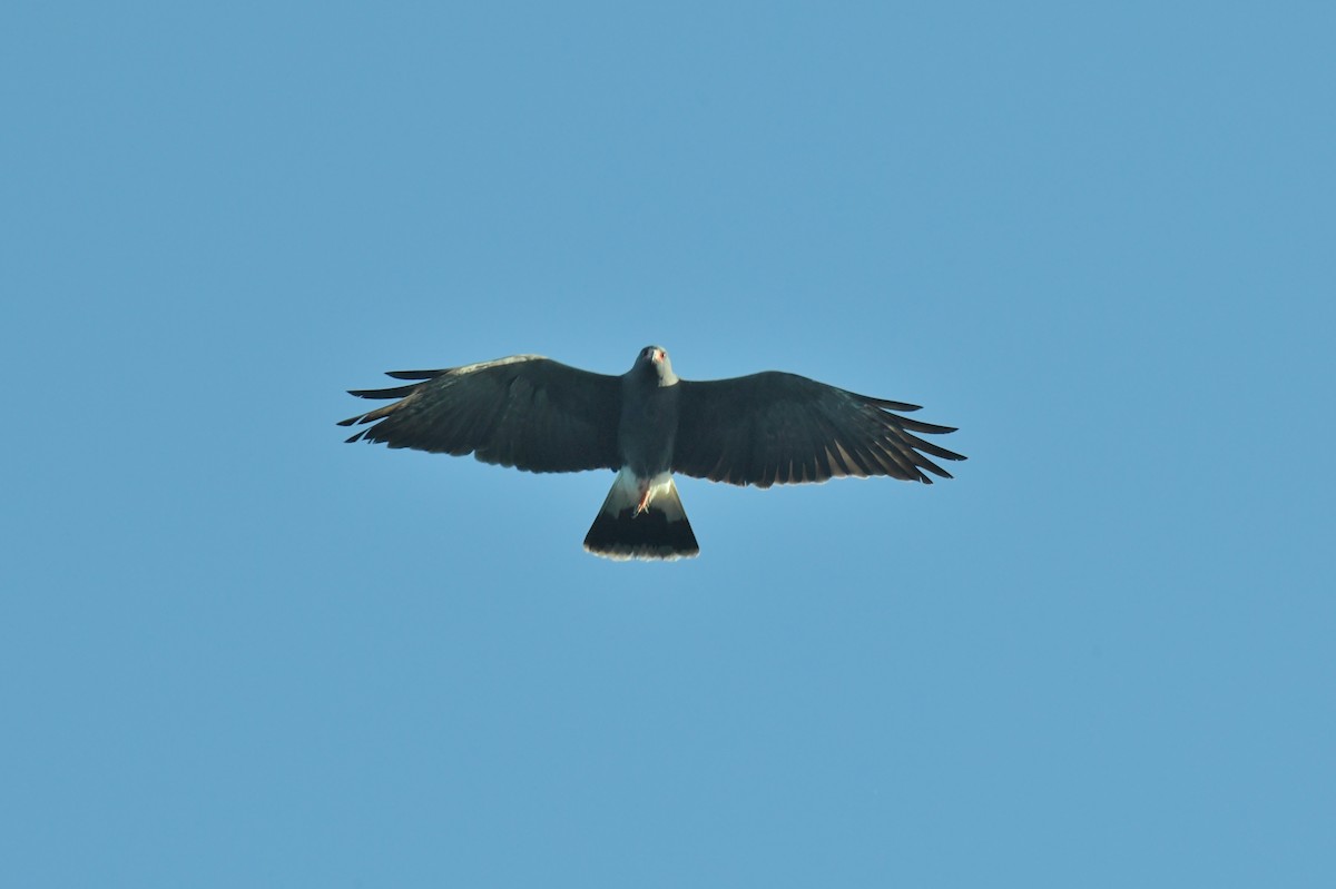 Snail Kite - ML622983694