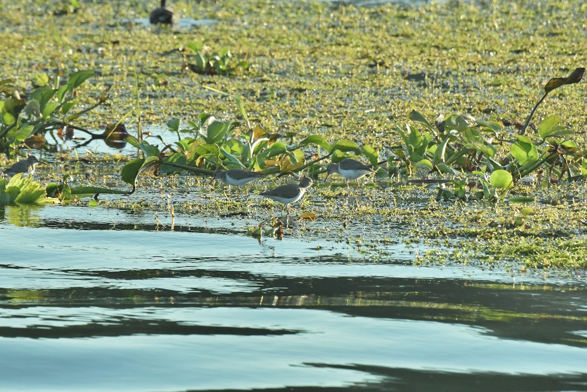 Spotted Sandpiper - ML622983699