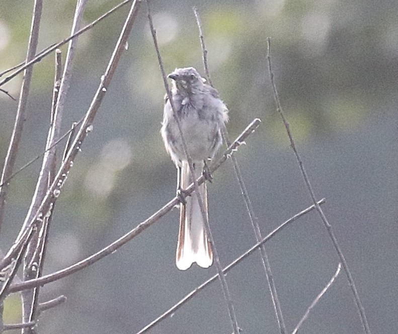 Northern Mockingbird - ML622983727