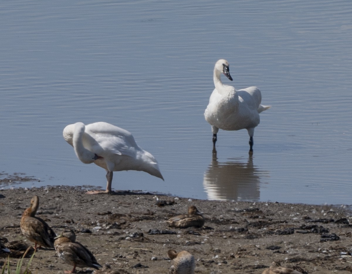 Cygne trompette - ML622983738