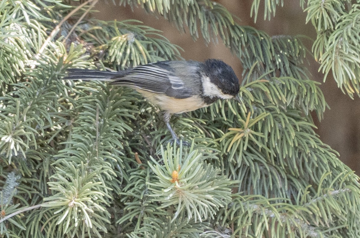 Mésange à tête noire - ML622983752