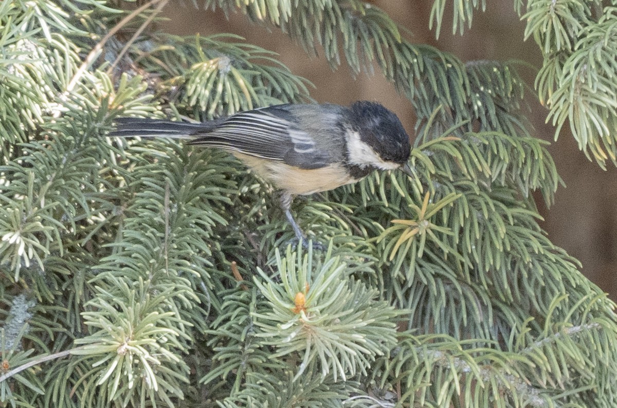 Black-capped Chickadee - ML622983752