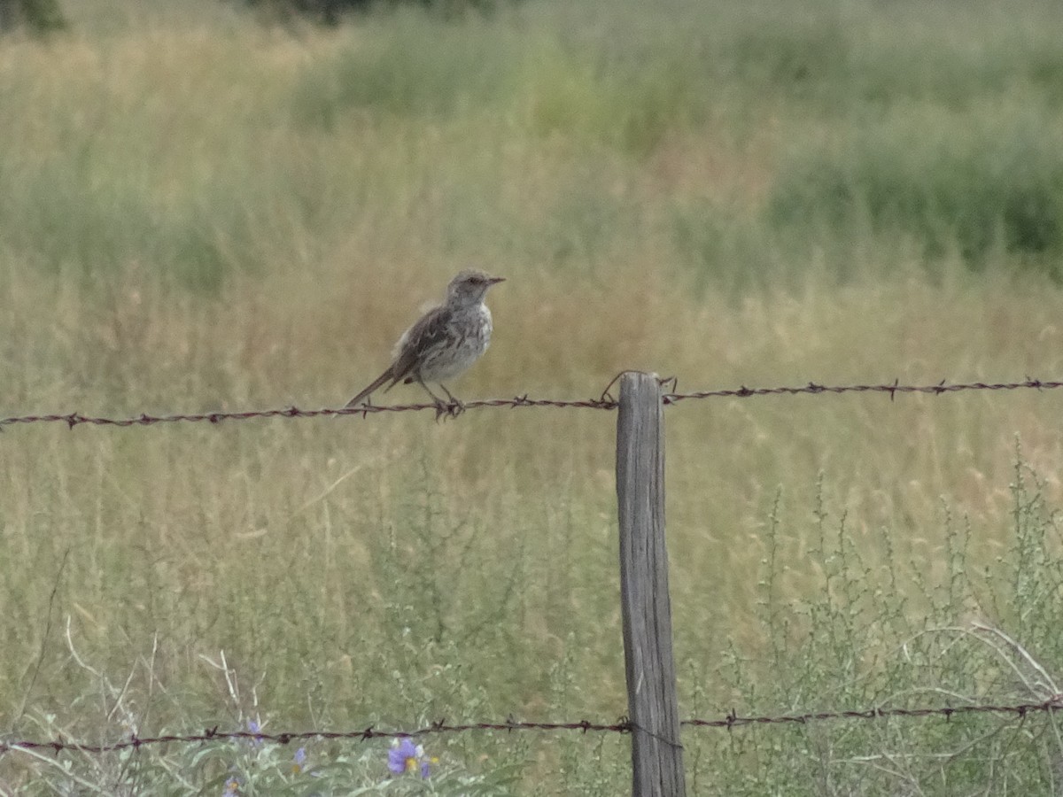 Sage Thrasher - ML622983857