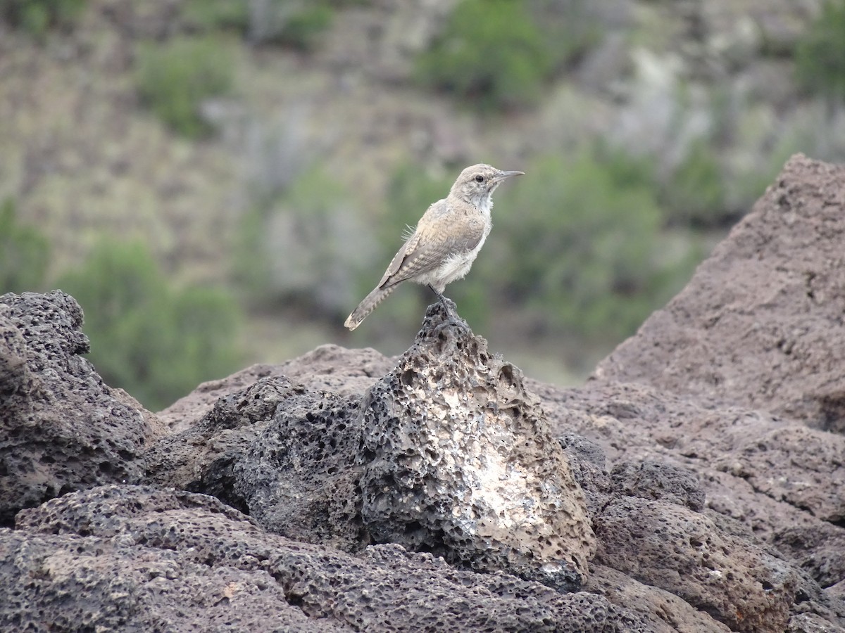 Rock Wren - ML622983861