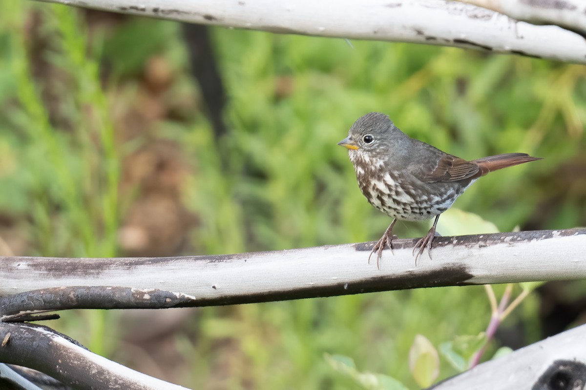 Fox Sparrow (Slate-colored) - ML622983891