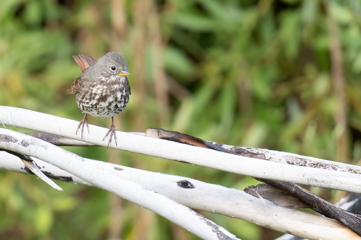 Fox Sparrow (Slate-colored) - ML622983892