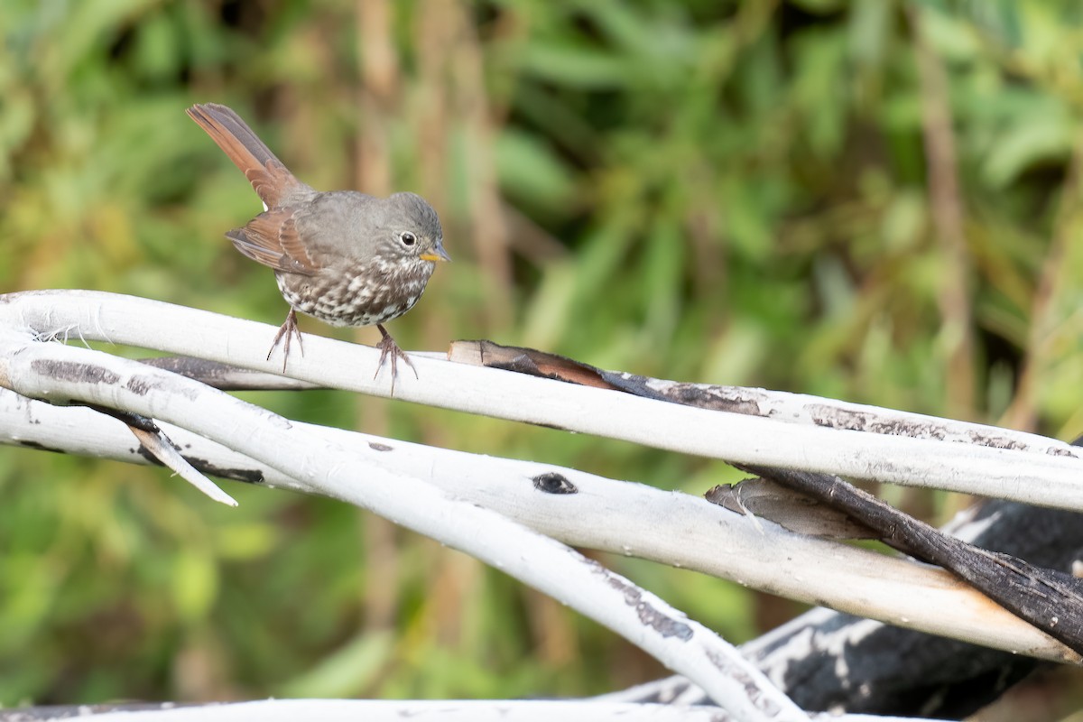 Fox Sparrow (Slate-colored) - ML622983894