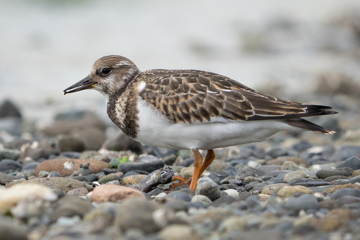 Ruddy Turnstone - Ali Kasperzak