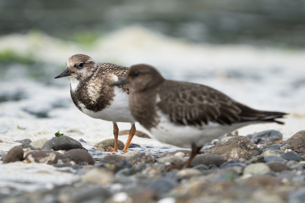 Ruddy Turnstone - ML622983931