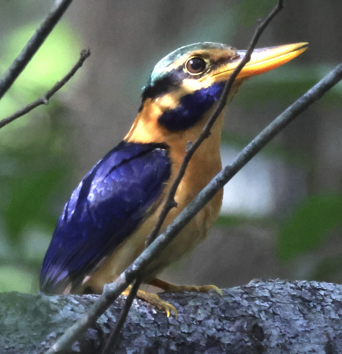 Rufous-collared Kingfisher - ML622983940