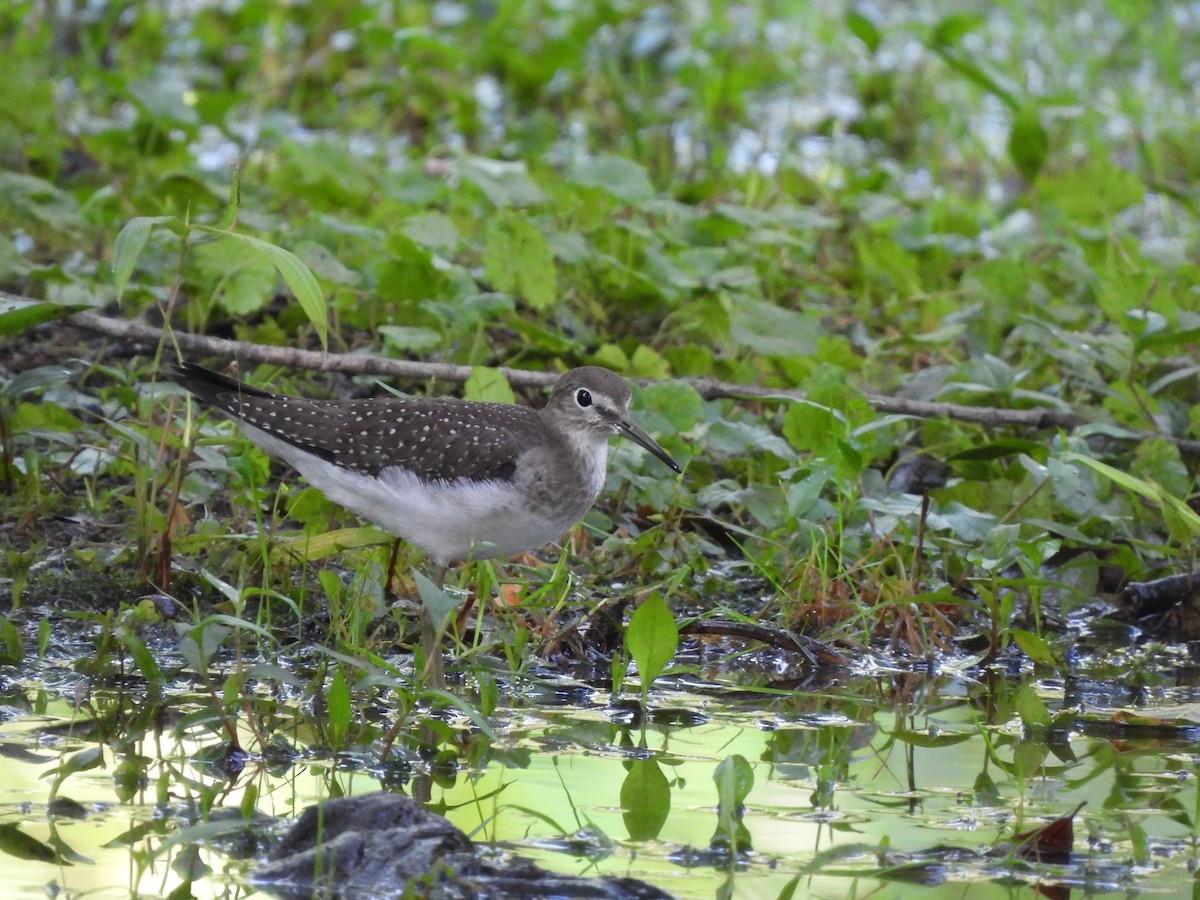 Solitary Sandpiper - ML622983949