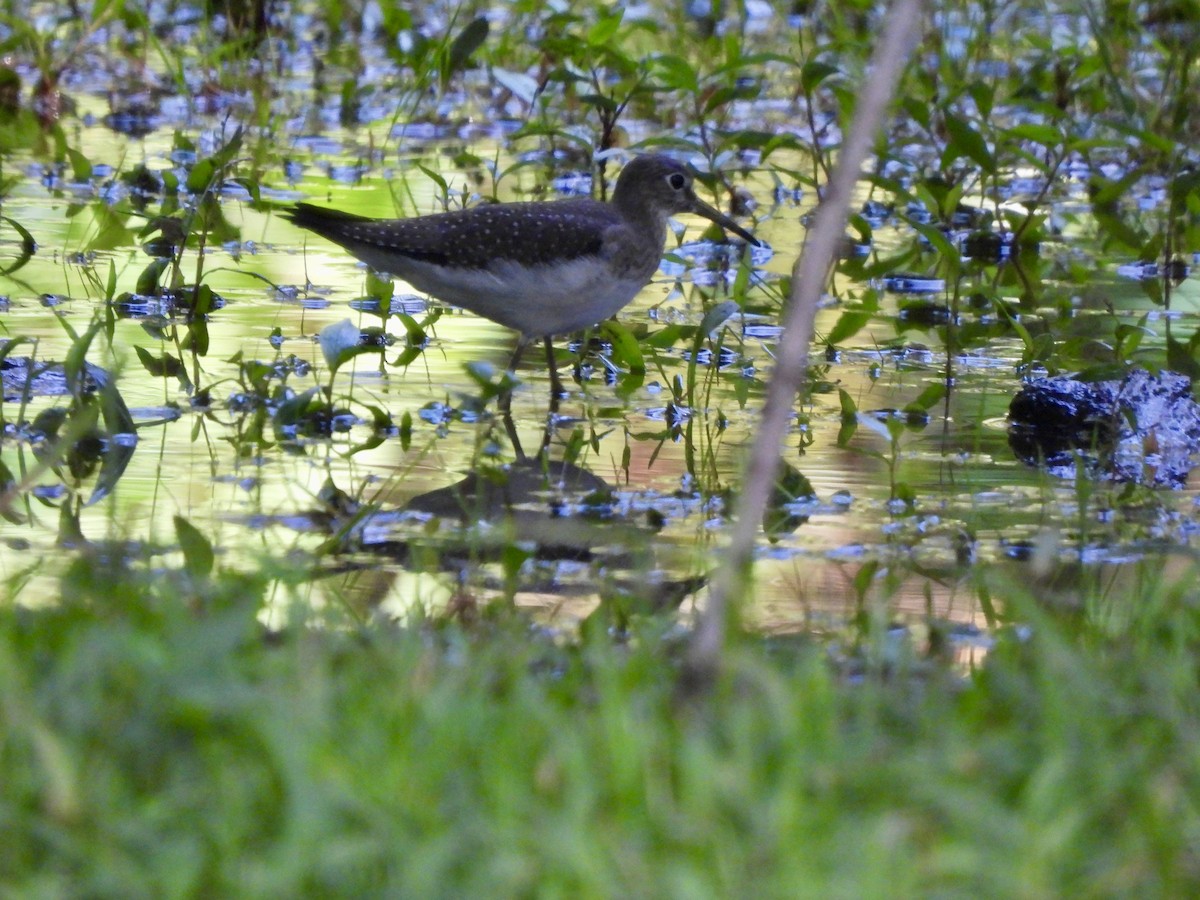 Solitary Sandpiper - ML622983950