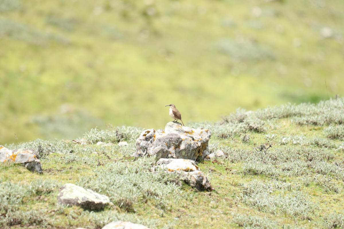 Buff-breasted Earthcreeper - ML622983967