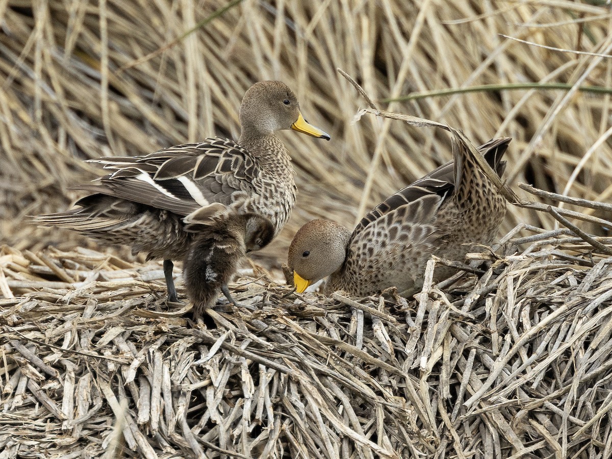 Yellow-billed Pintail (South American) - ML622983977