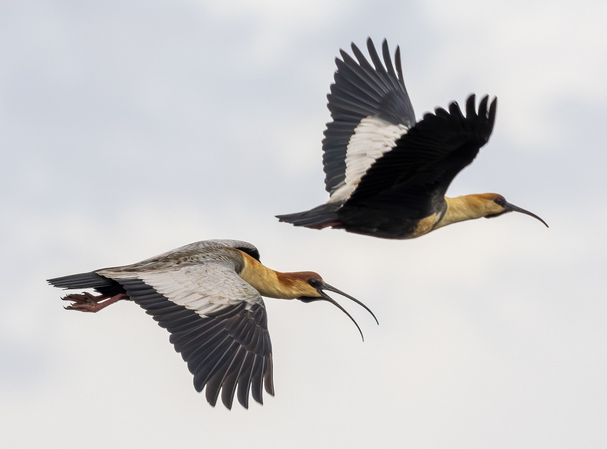 Black-faced Ibis - ML622983981