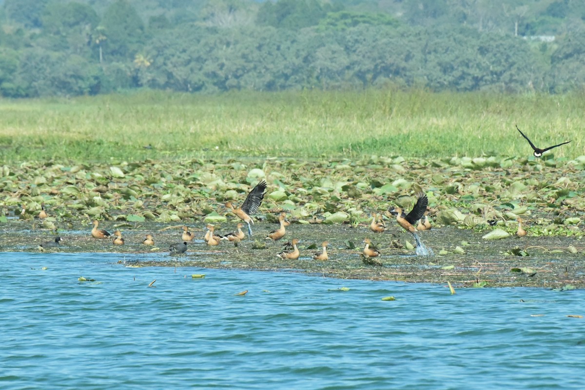 Fulvous Whistling-Duck - ML622984025