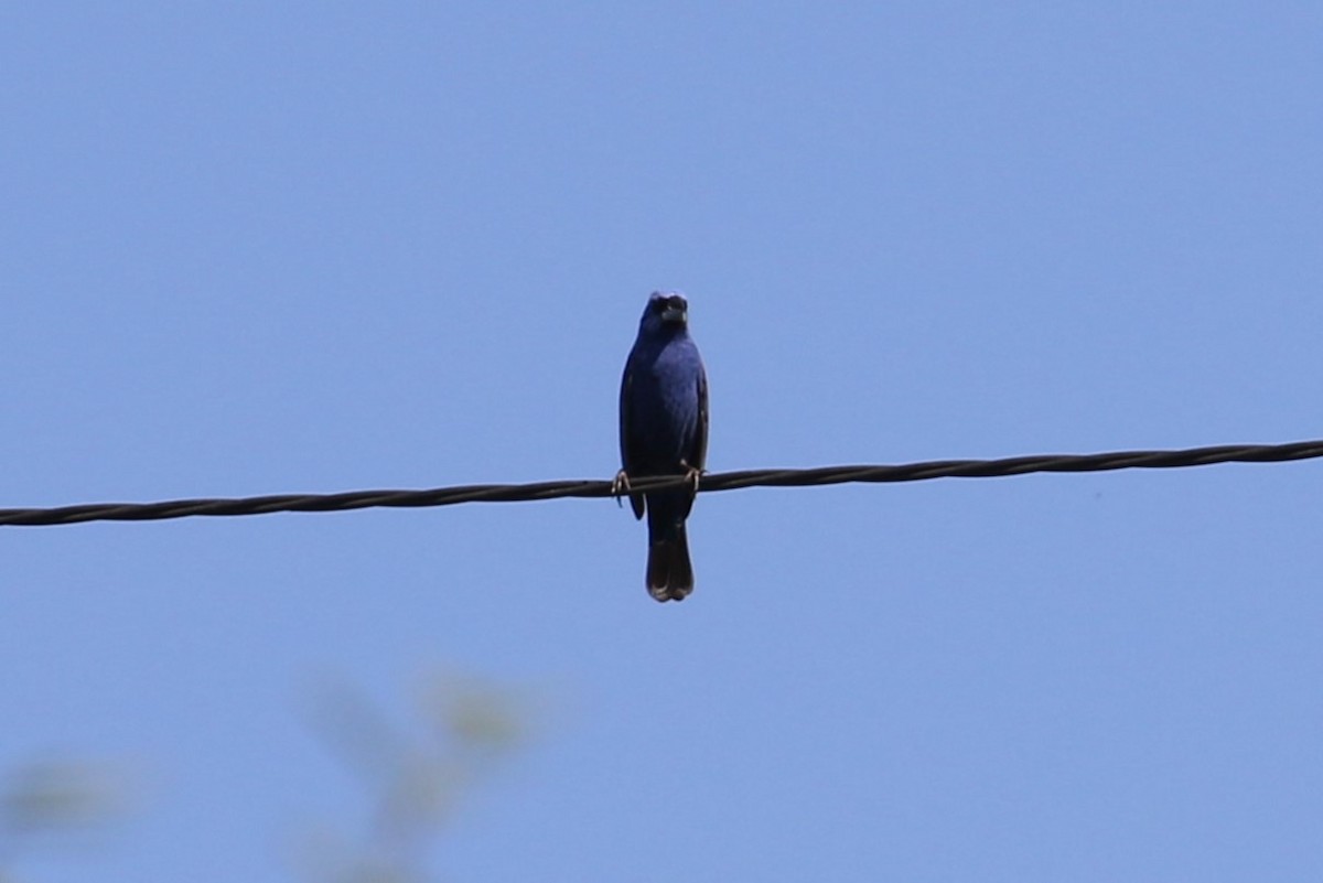 Blue Grosbeak - ML622984028