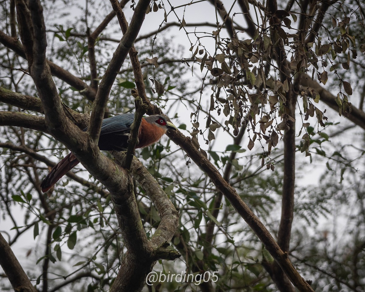 Chestnut-breasted Malkoha - ML622984034