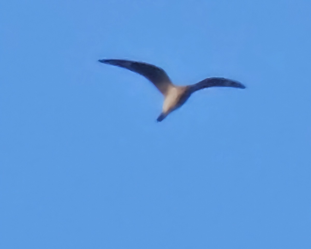Common Nighthawk - ML622984037