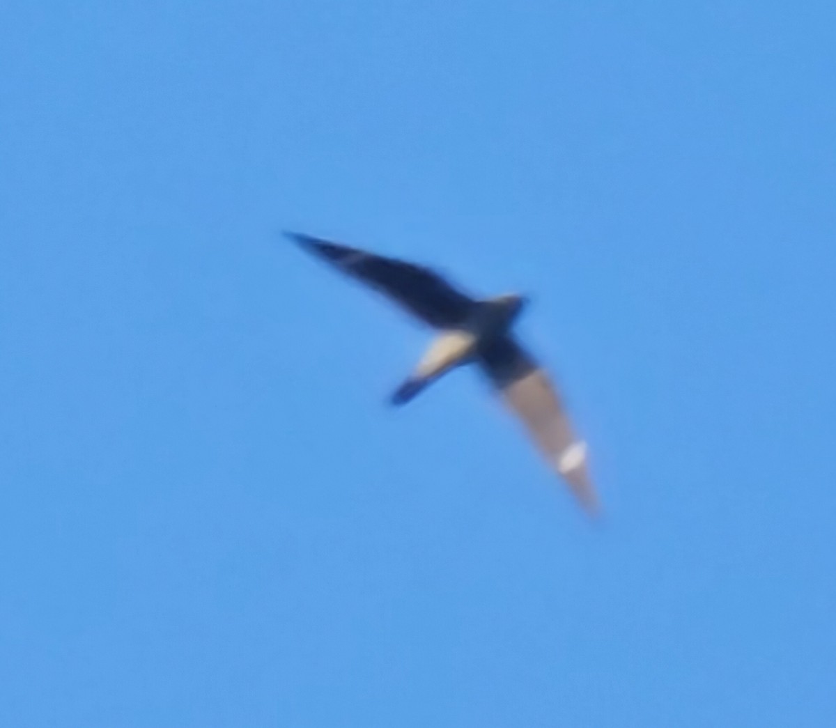 Common Nighthawk - ML622984038