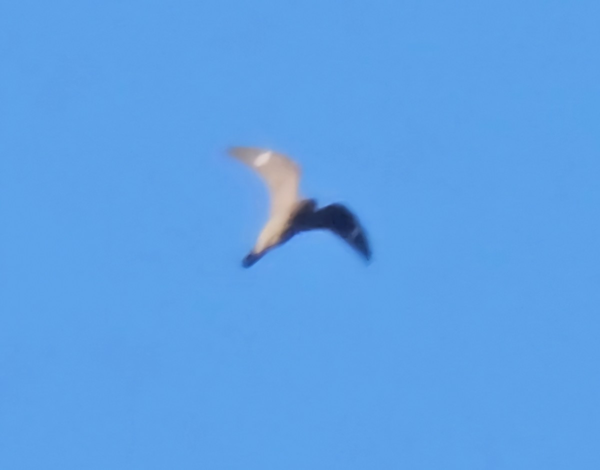 Common Nighthawk - ML622984039