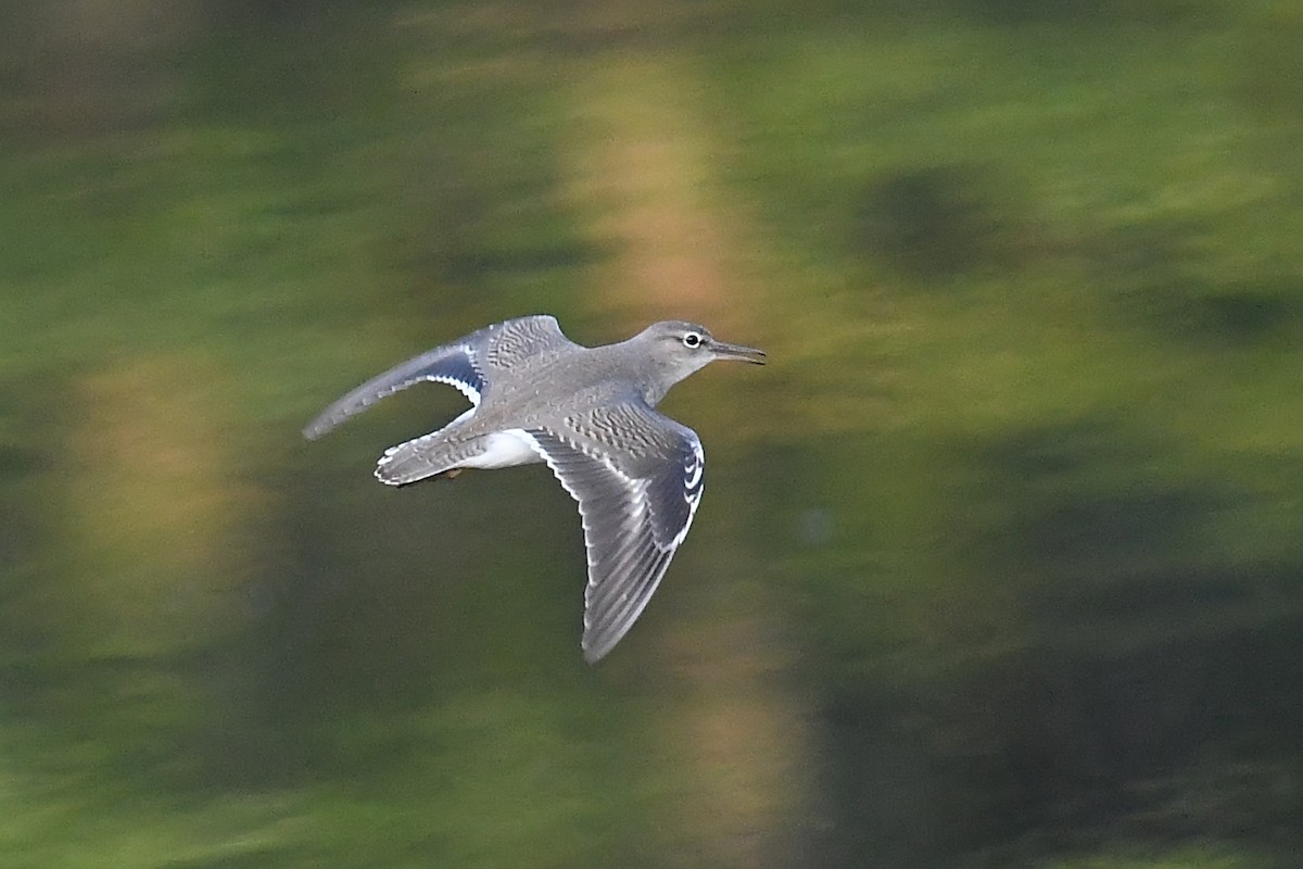 Spotted Sandpiper - ML622984041