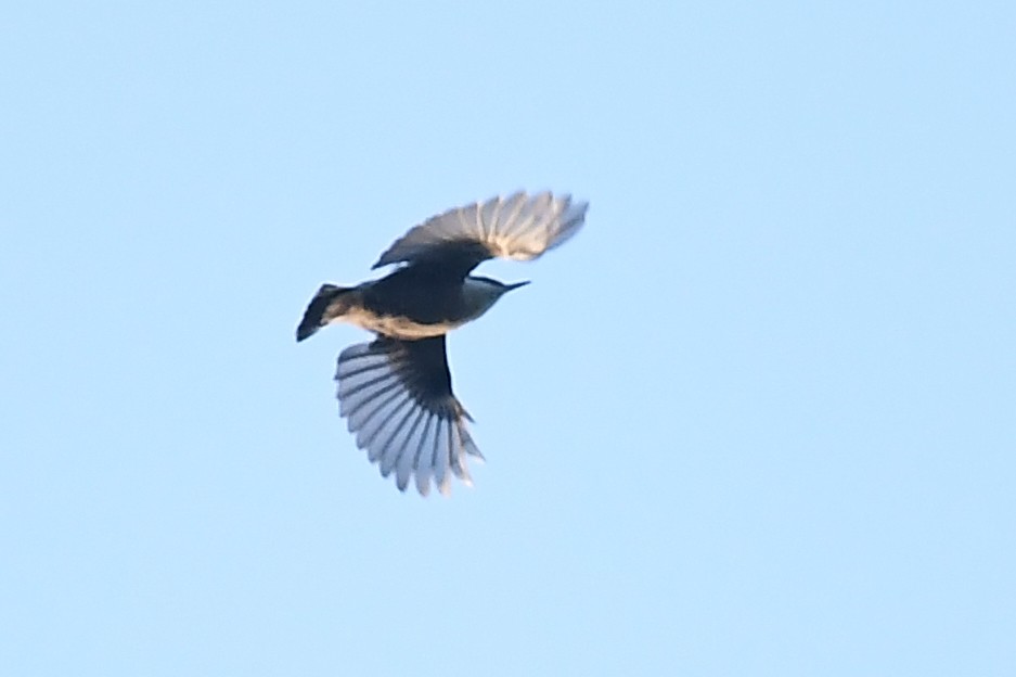 Brown-headed Nuthatch - ML622984056