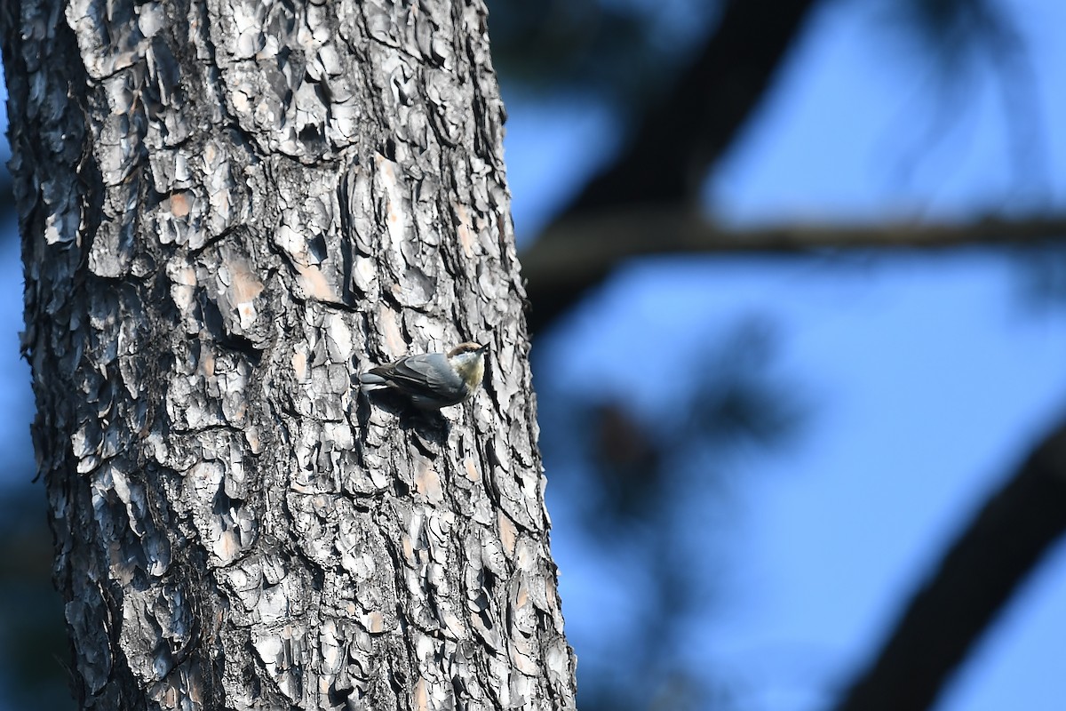 Brown-headed Nuthatch - ML622984058