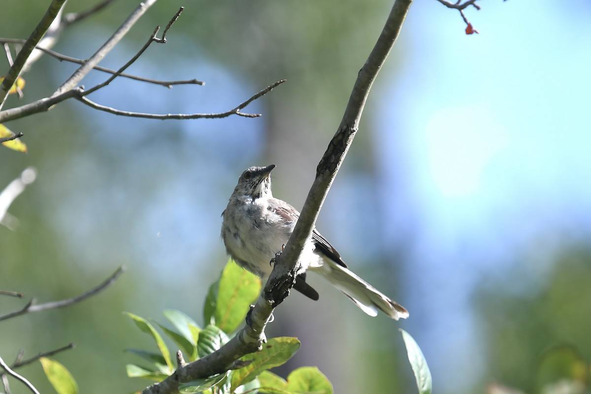 Northern Mockingbird - ML622984076