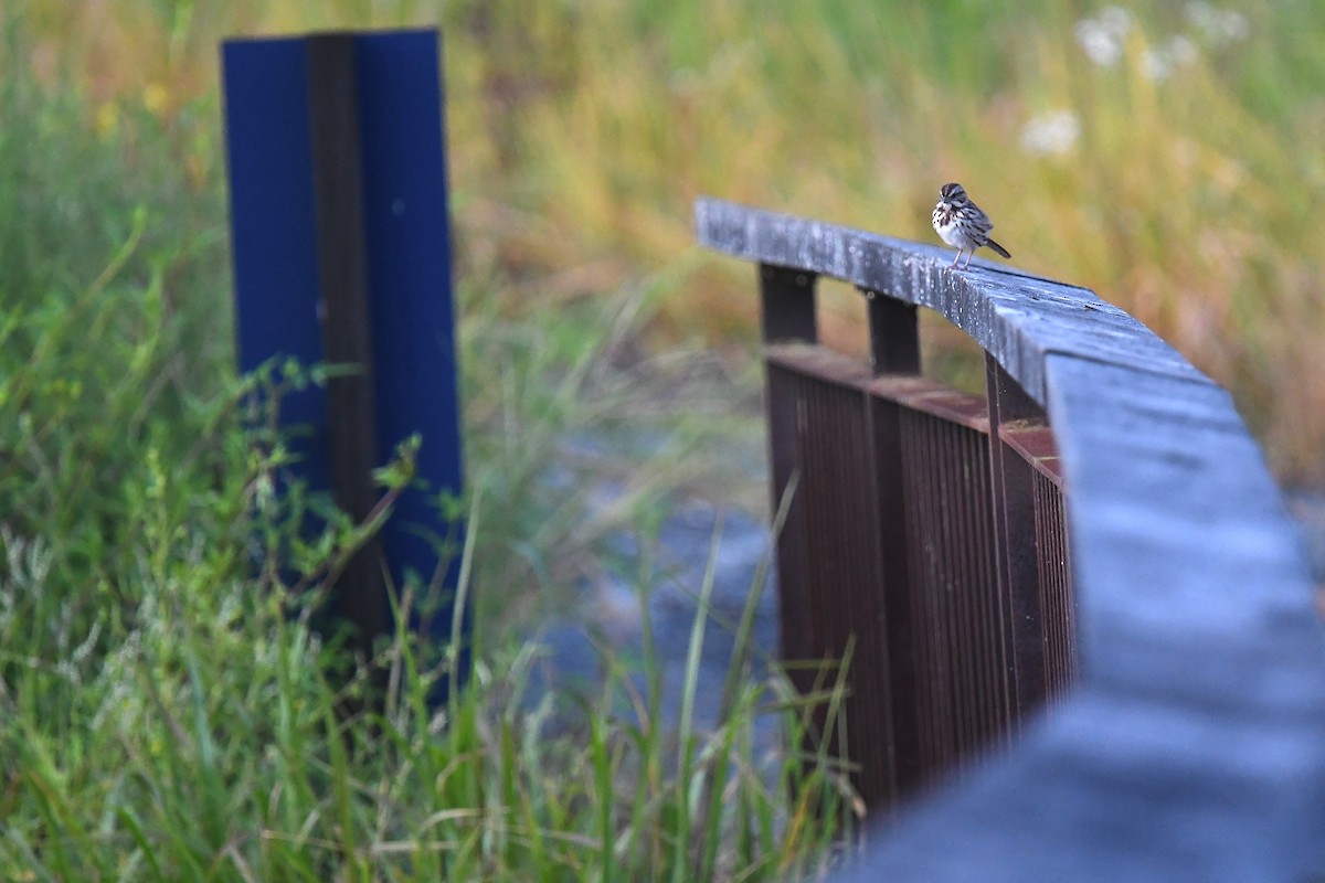 Song Sparrow (melodia/atlantica) - Joye Zhou