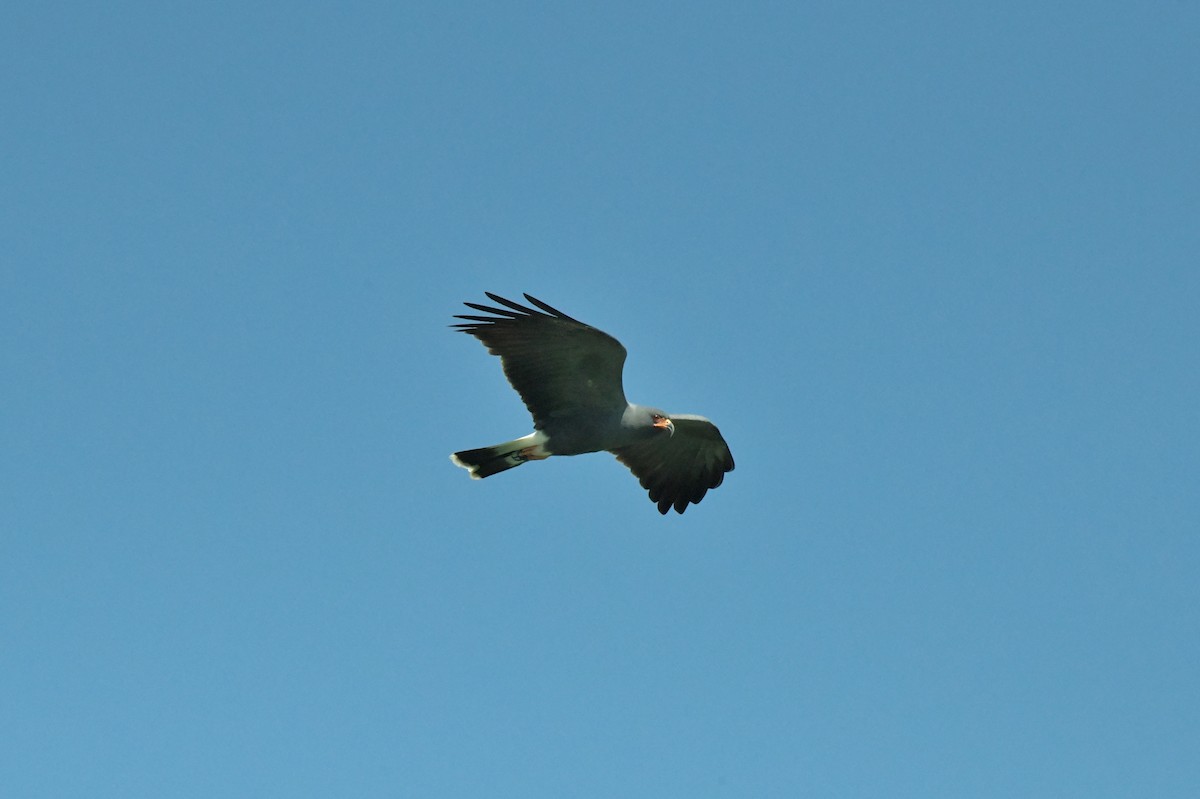 Snail Kite - ML622984099