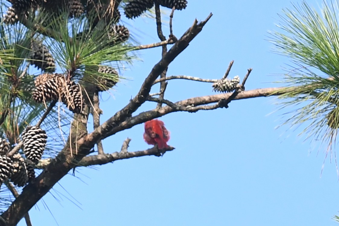 Summer Tanager - ML622984110