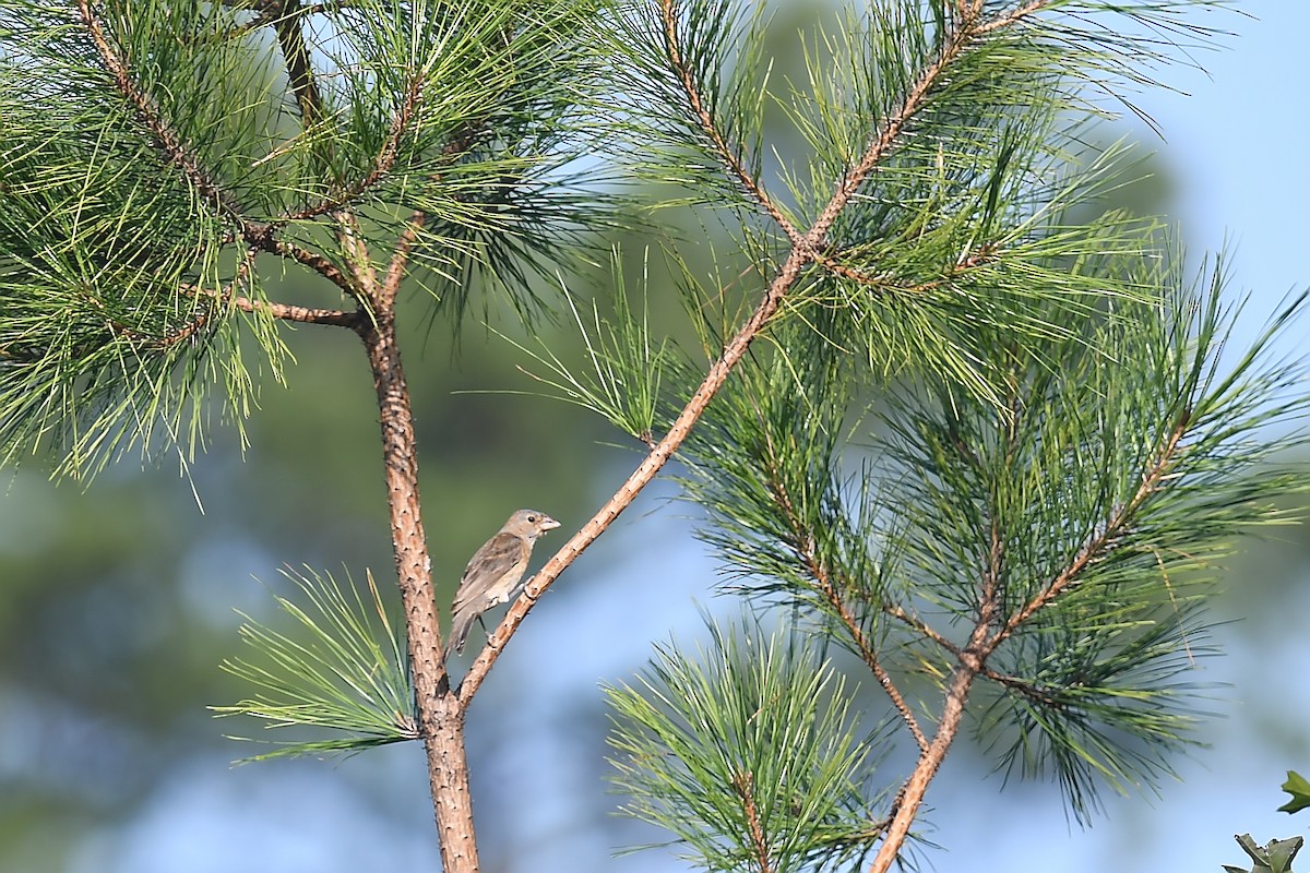 Blue Grosbeak - ML622984114