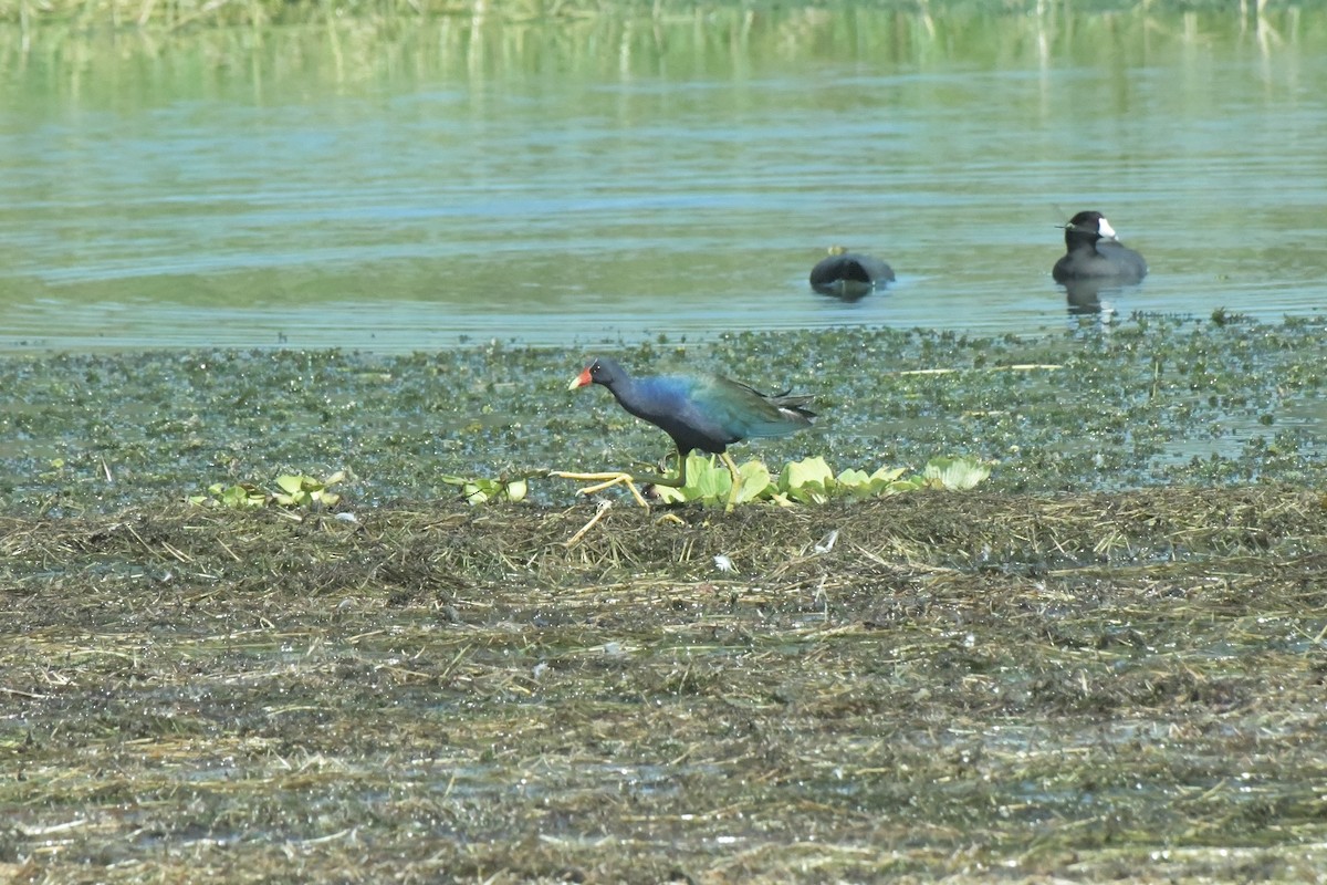 Purple Gallinule - Héctor Moncada