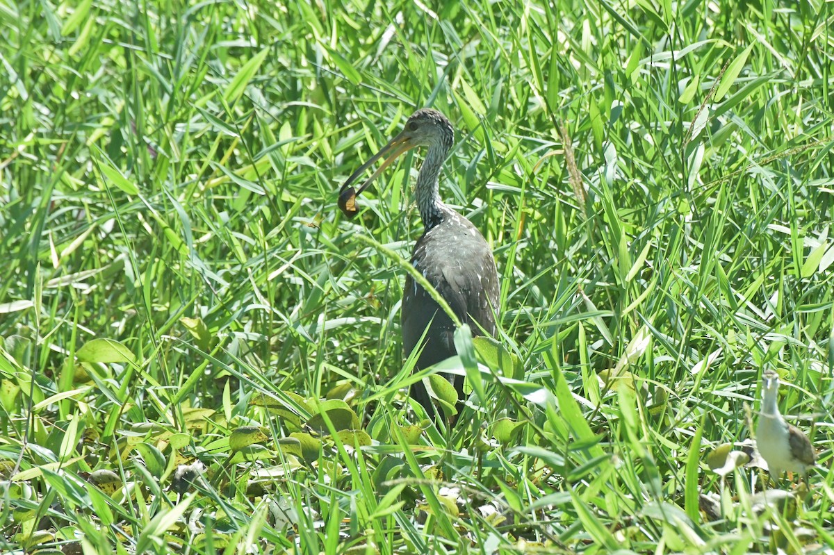 Limpkin - ML622984245