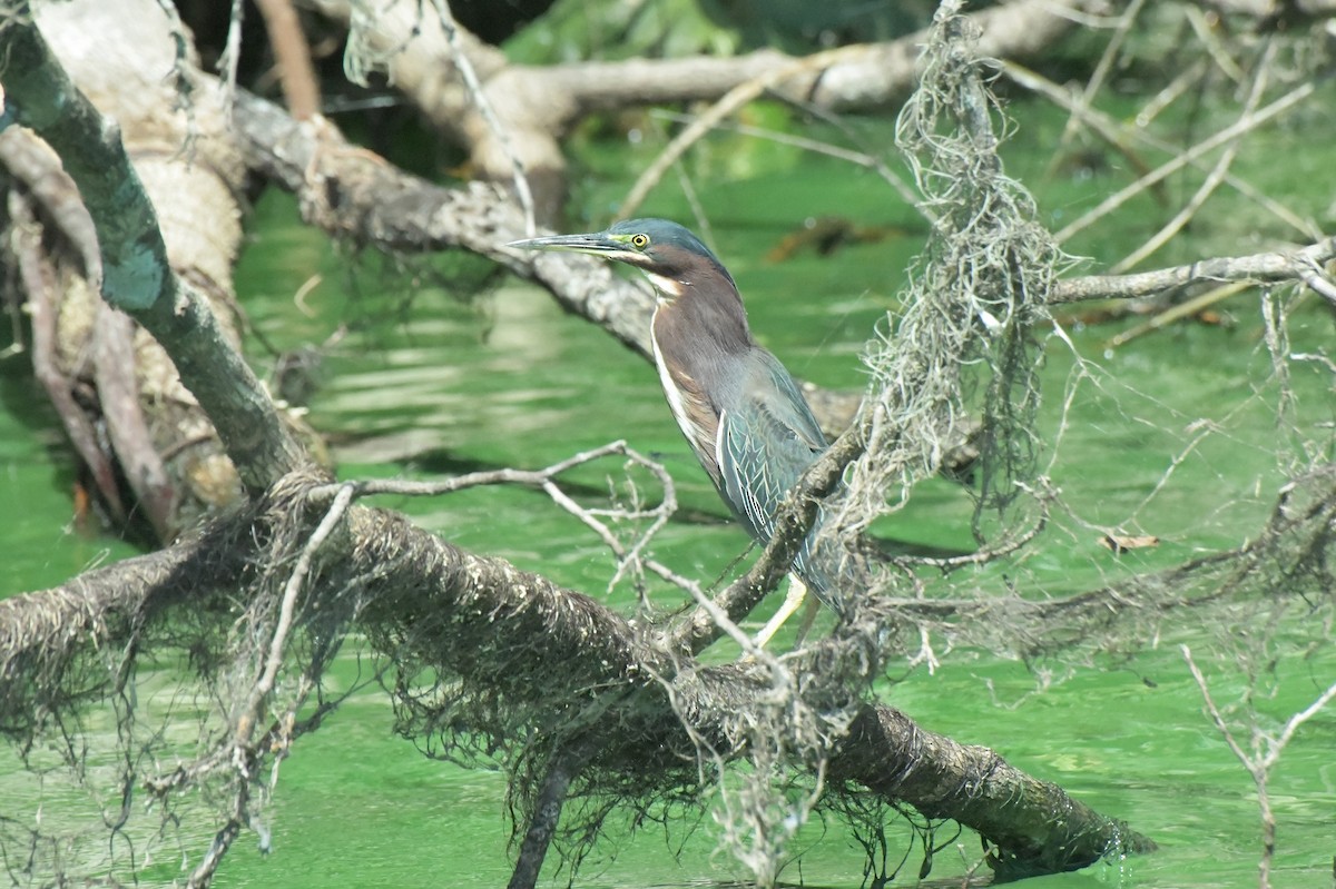 Green Heron - ML622984255