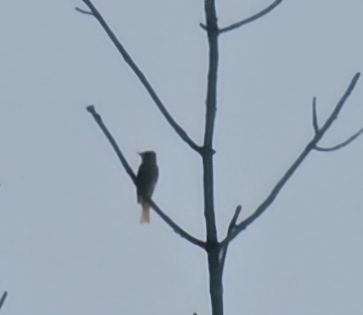 Great Crested Flycatcher - ML622984371