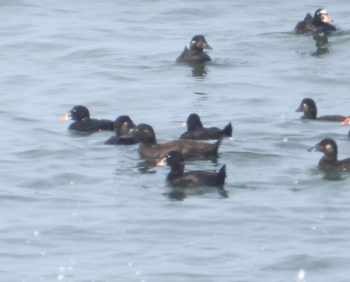 White-winged Scoter - ML622984436