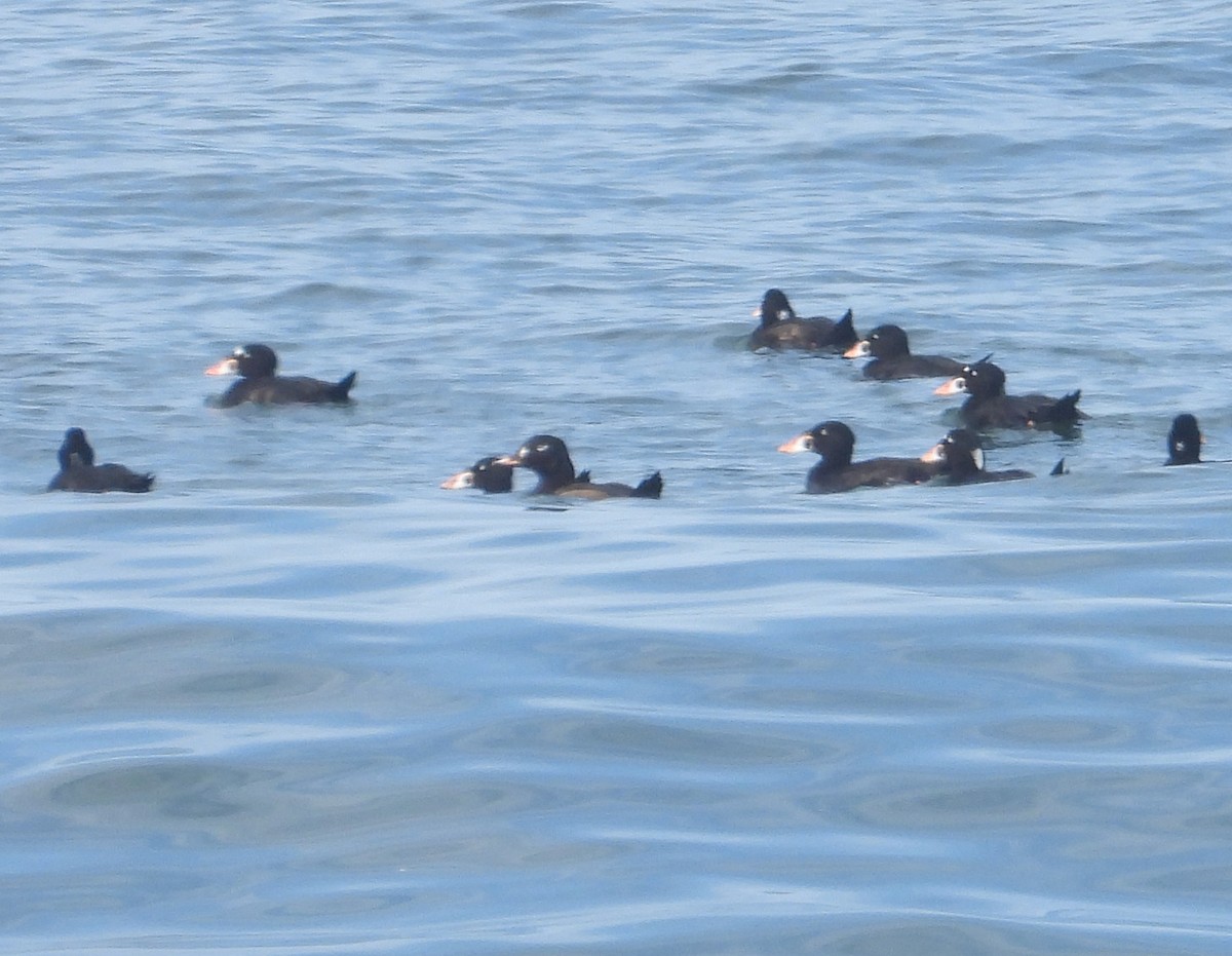 White-winged Scoter - ML622984448
