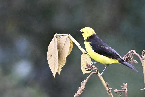 Tangara Negriamarilla - ML622984463