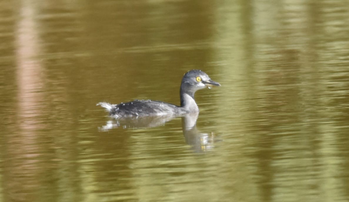 Least Grebe - ML622984576