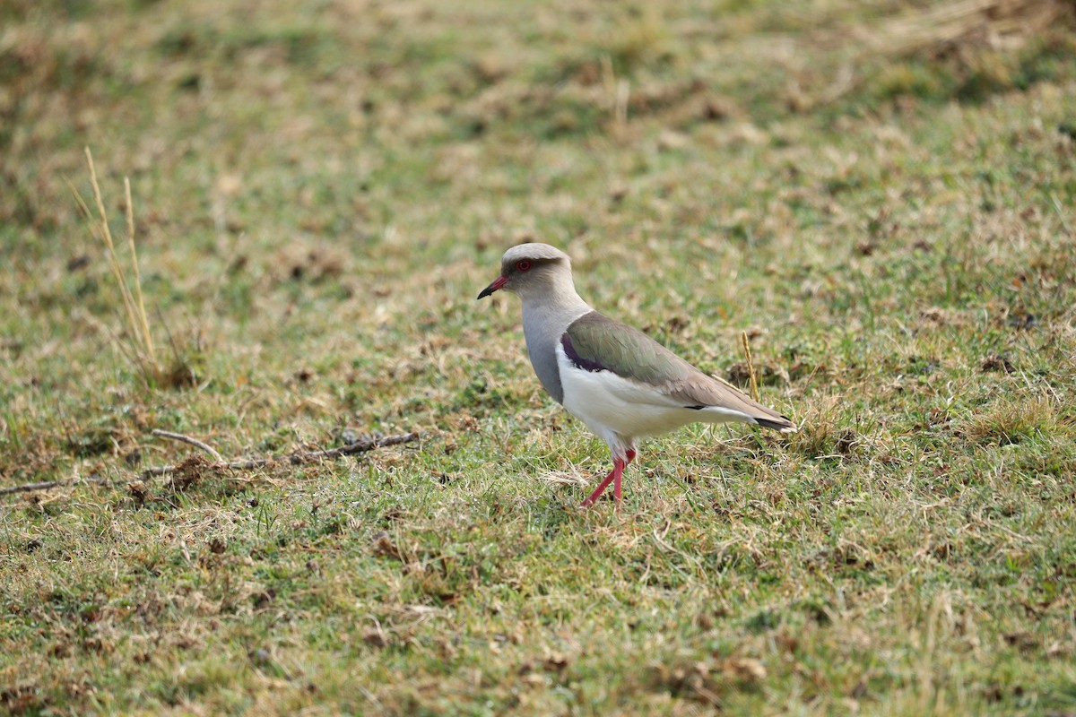 Andean Lapwing - ML622984620