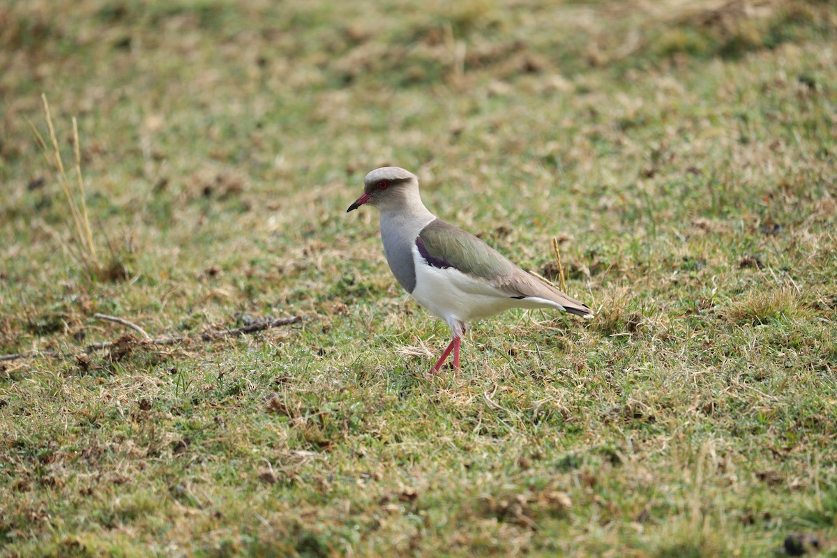 Andean Lapwing - ML622984621