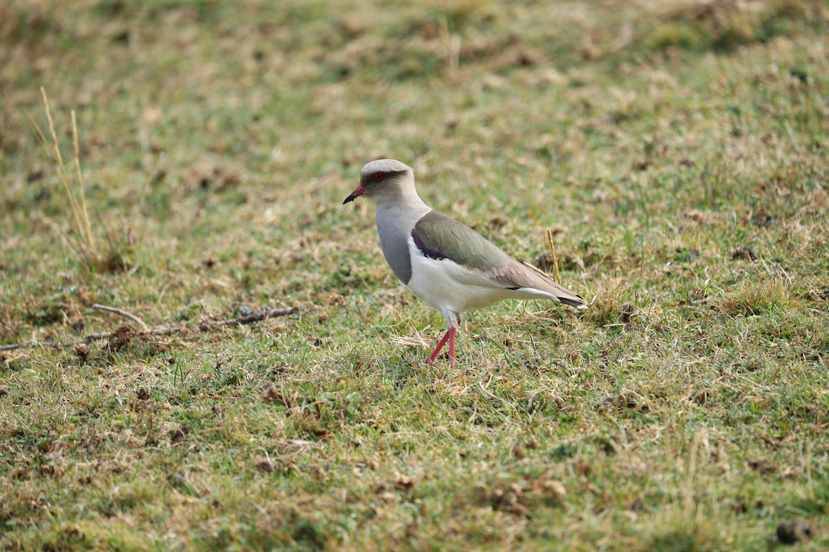 Andean Lapwing - ML622984623