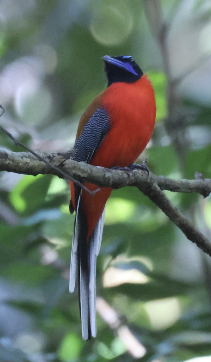 Rotbürzeltrogon - ML622984662